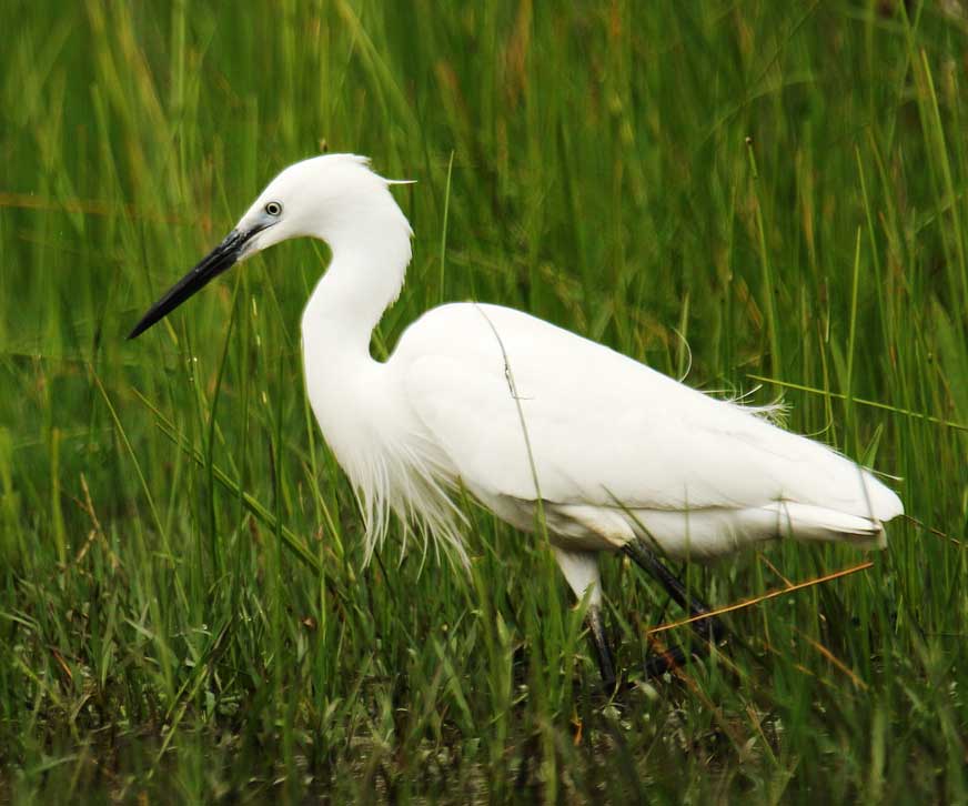 Little egret