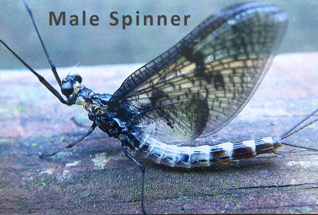 Mayfly - Spinner stage