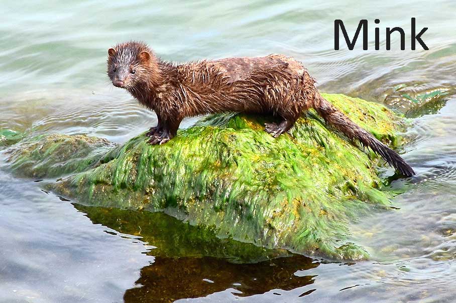 Mink