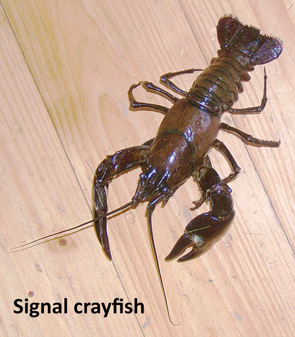 Signal crayfish